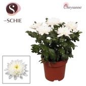 Хризантема Зембла белая d17 см h35 см тип 1