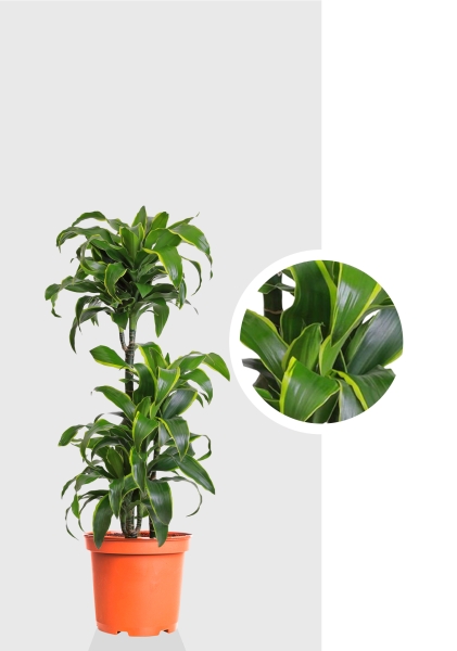 Драцена Дорадо 3 ствола 21/100 см Драцена Дорадо 3 ствола 21/100 см