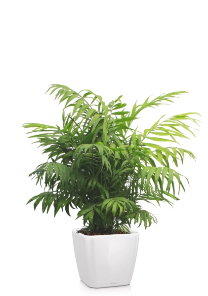 Хамедорея Элеганс 24/80 см в QUADRO LS 28 Хамедорея Элеганс 24/80 см в QUADRO LS 28