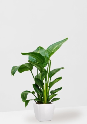 Стрелиция Николай 24/120 см в QUADRO LS 28, белый блестящий