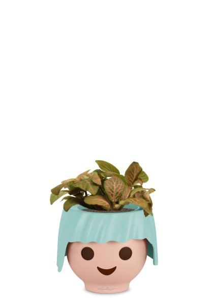 Фиттония микс 10/15 см в OJO