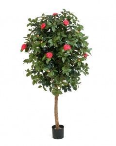 Камелия Вайн тёмно-розовая