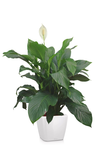 Спатифиллум Свит 24/100 см в QUADRO LS 28