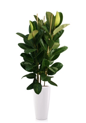 Фикус Эластика Робуста 3 ствола 35/160 см в RONDO 40 Фикус Эластика Робуста 3 ствола 35/160 см в RONDO 40