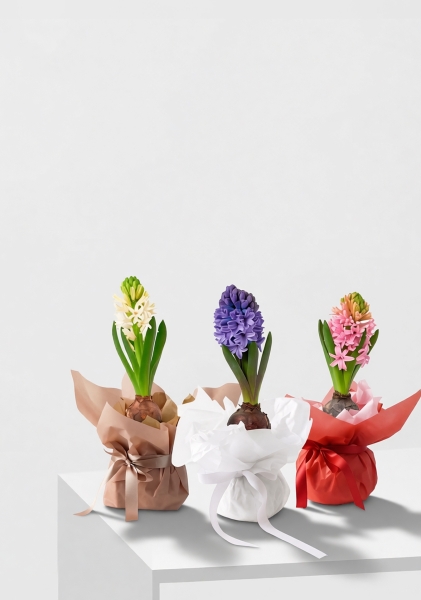 Гиацинт цветной микс 7 см, 1 луковица Гиацинт цветной микс 7 см, 1 луковица