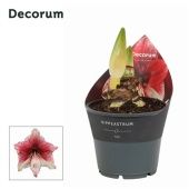 Гиппеаструм Tosca 2 ствола d14 см h25 см тип 2