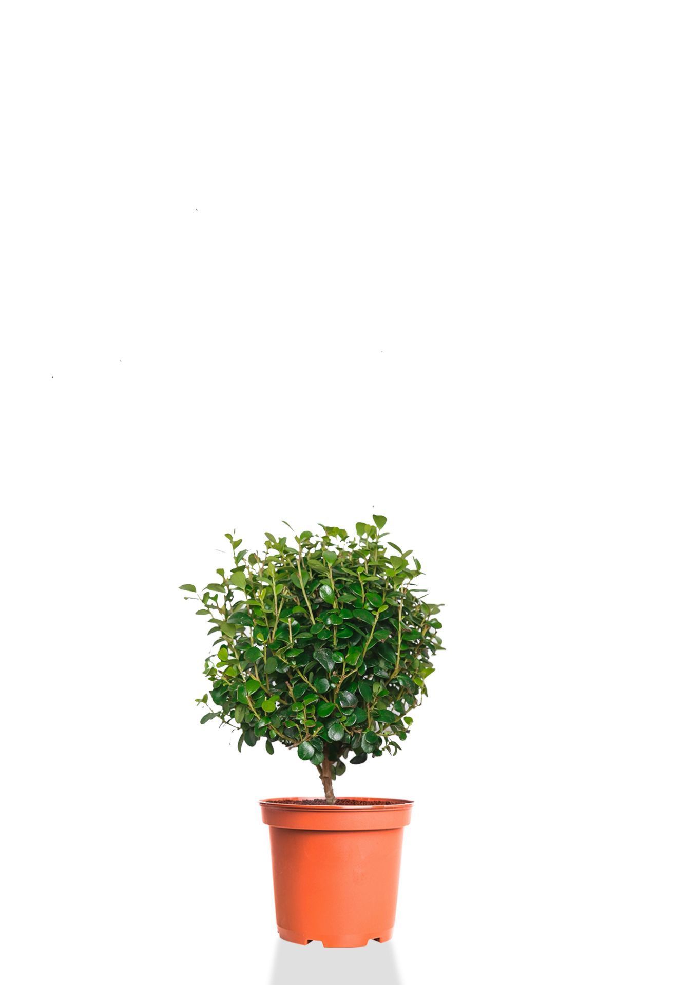 Мирсина 9/25 см