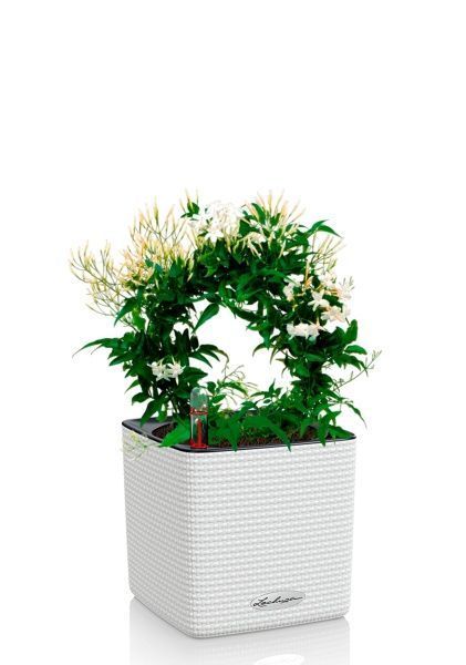 Жасмин на опоре 12/35 см в CUBE COLOR 14