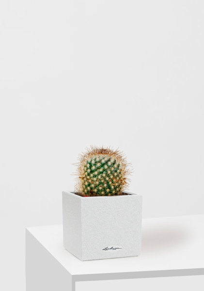 Кактус Маммиллярия Альбиланата 12/20 см в CANTO STONE 14