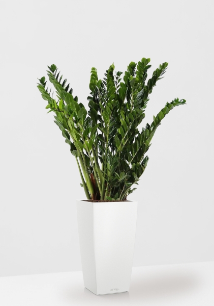 Замиокулькас 30/110 в CUBICO Color 40