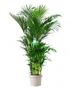 Ховея Кентия 40/240 см