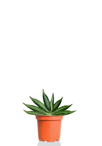 Сансевиерия Артистик Фан 6/10 см Сансевиерия Артистик Фан 6/10 см