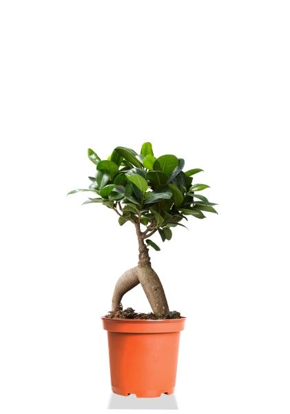 Фикус микрокарпа 6/25 см