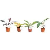 Филодендрон Princess Mix d12 см h30 см