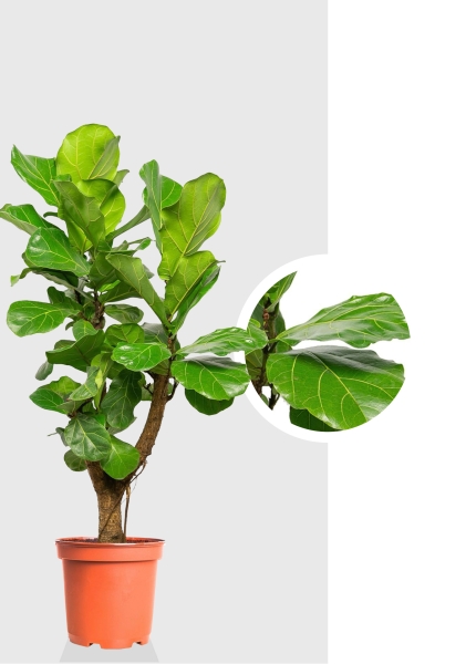 Фикус Лирата переплетенный 27/150 см