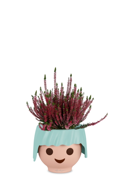 Вереск (Эрика) бордовый в OJO