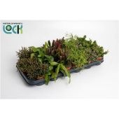 Рипсалис микс d8.5 см h15 см Рипсалис микс d8.5 см h15 см