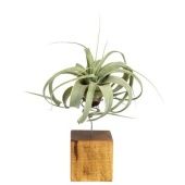 Тилландсия Xerographica Bonsai Houtblok Small d6 см h14 см