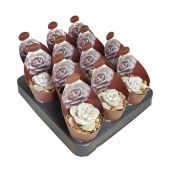 Эхеверия Laui Potcover d6.5 см h8 см