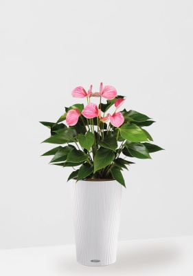 Антуриум Андрианум розовый 17/60 см в CILINDRO 23, белый Антуриум Андрианум розовый 17/60 см в CILINDRO 23, белый