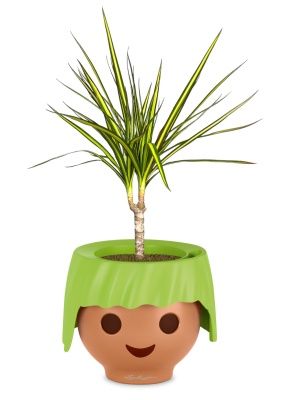 Драцена Маргината Санрей 12/40 см в OJO, зеленый