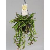 Хойя Wayetii Tricolor d14 см h35 см