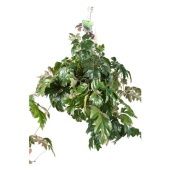 Циссус Элен Даника d17 см h50 см