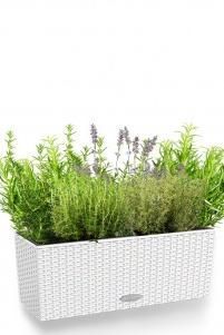 Пряные травы в Cottage 50