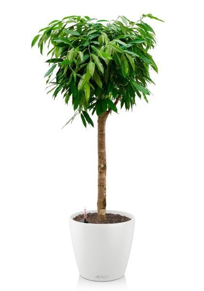 Фикус Амстел Кинг на штамбе 31/140 в CLASSICO COLOR 35 Фикус Амстел Кинг на штамбе 31/140 в CLASSICO COLOR 35