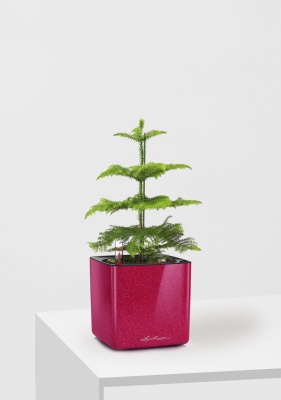 Араукария 1 ствол 10/30 см в CUBE GLOSSY KISS 14