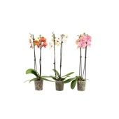 Фаленопсис 2 ствола Mix 14+ (van Geel) d12 см h55 см Фаленопсис 2 ствола Mix 14+ (van Geel) d12 см h55 см