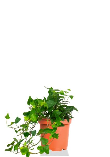 Хедера 12/20 см