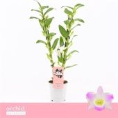 Дендробиум Nobile Pandora 2 ствола d12 см h50 см тип 1