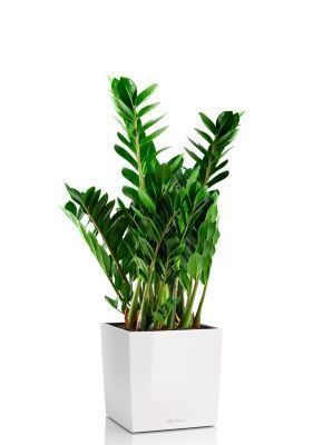 Замиокулькас 21/80 см в CUBE 30, белый блестящий