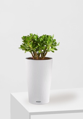 Крассула Овата в CILINDRO 23 Крассула Овата в CILINDRO 23