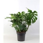 Монстера Делициоза d32 см h100 см