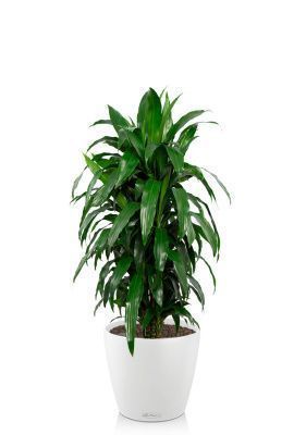 Драцена Джанет Крейг в CLASSICO COLOR 35 Белый Драцена Джанет Крейг в CLASSICO COLOR 35 Белый