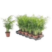 Хамедорея Элеганс d9 см h35 см Хамедорея Элеганс d9 см h35 см