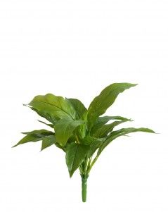 Спатифиллум-мини куст зелёный