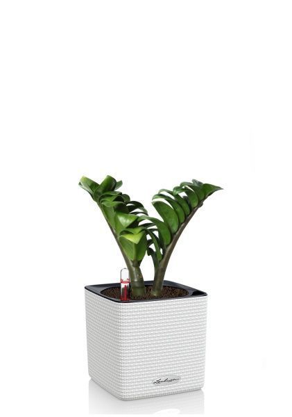 Замиокулькас Зензи 9/15 в CUBE COLOR 14