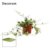 Хойя Lacunosa Mint (decorum) d9 см h2.5 см
