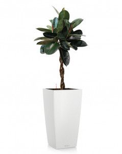 Фикус Эластика Бургунди СUBICO COLOR 30