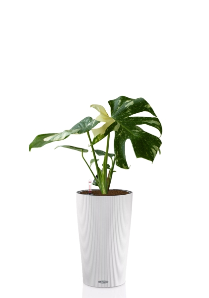 Монстера Делициоза вариегатная 15/45 см тип 1 в CILINDRO COLOR 23