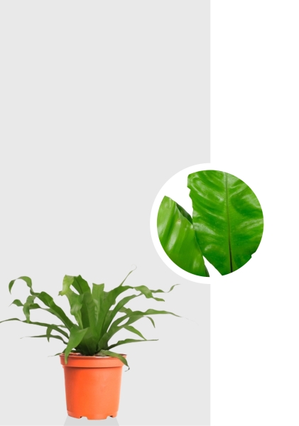 Асплениум Нидус 17/40 см