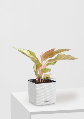 Аглаонема Шартрез Прити "Chartreuse Pretty" 12/30 см в CUBE COLOR 14