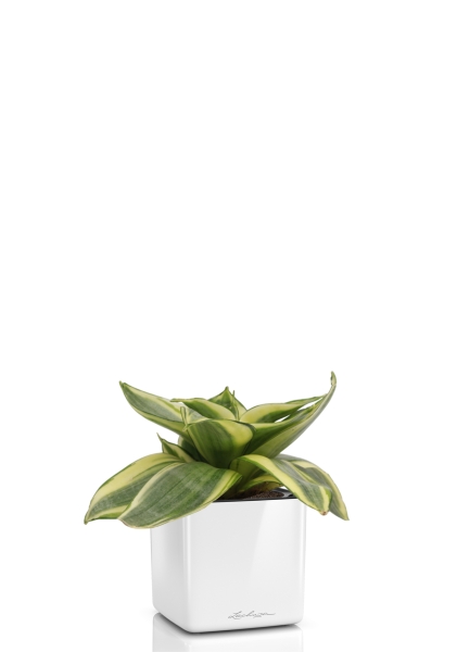 Сансевиерия Голден Ханни 6/15 см в CUBE GLOSSY 14 Сансевиерия Голден Ханни 6/15 см в CUBE GLOSSY 14