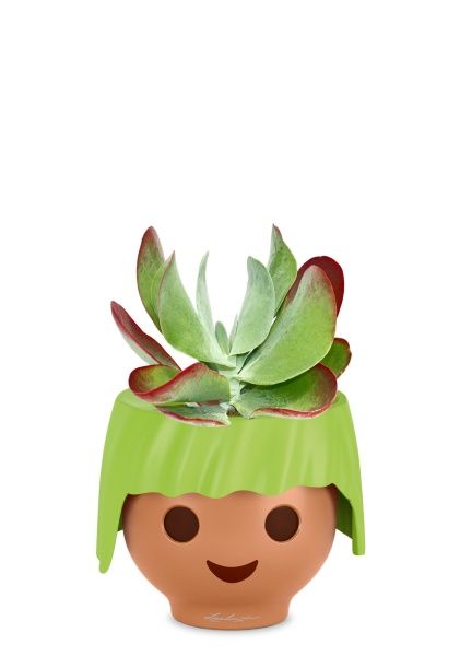 Каланхоэ тирсифолия Ред Липс 12/20 см в OJO