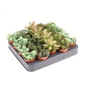 Седум микс d5.5 см h8 см Седум микс d5.5 см h8 см