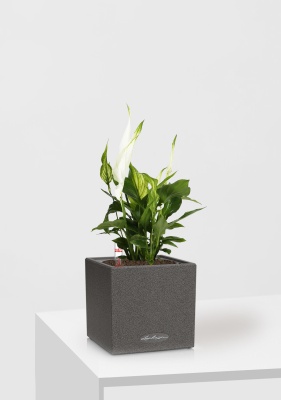 Спатифиллум 9/30 см в CANTO STONE 14 Спатифиллум 9/30 см в CANTO STONE 14