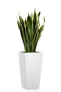 Сансевиерия Лауренти CUBICO 30/110 см, белый